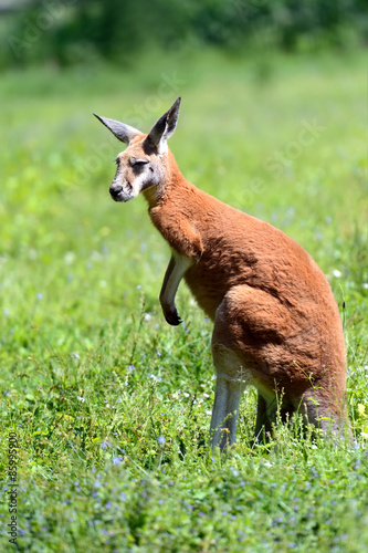 Kangaroos