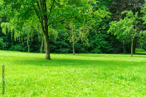 Park mit grüner Spielwiese