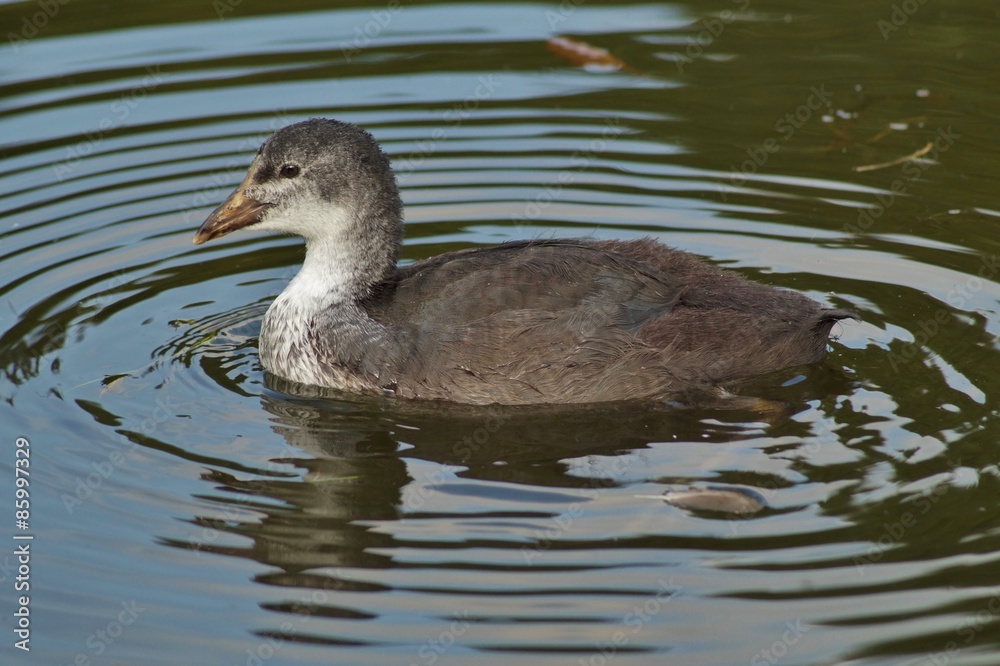 Fulica atra - Young chicks on water surface
Fulica atra - Young chicks on water surface