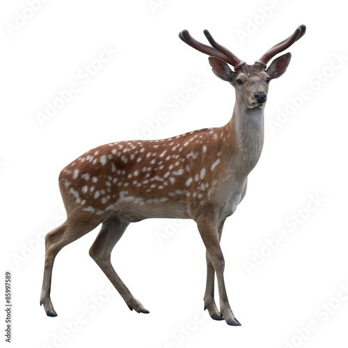 Deer isolated on white background