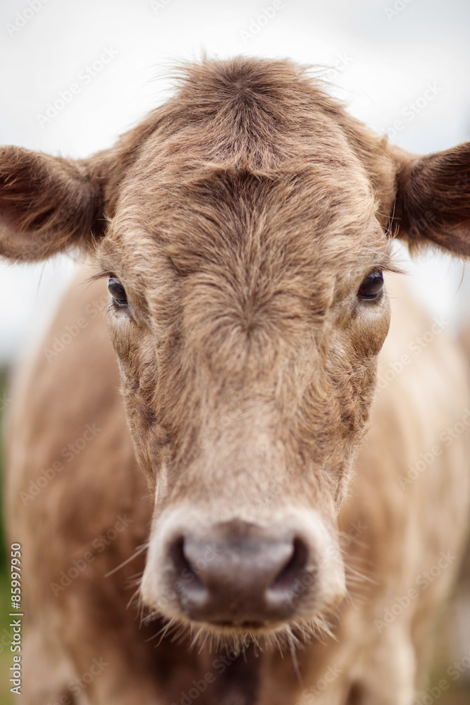 Portrait of a beautiful cow bull who looks into the camera Outdoors