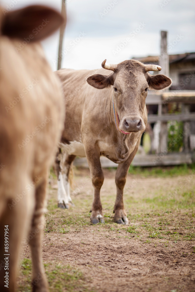 Portrait of a beautiful cow bull who looks into the camera Outdoors