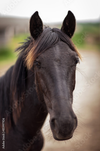 Portrait of a beautiful horse with a red fringe that looks into the camera  Outdoors © andreipugach
