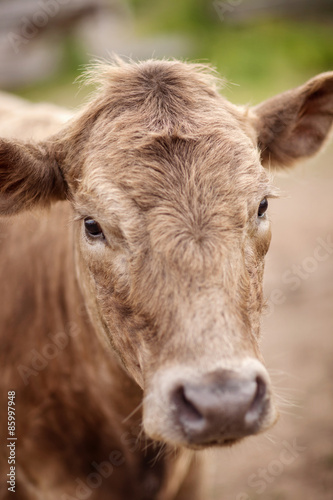 Portrait of a beautiful cow bull who looks into the camera Outdoors © andreipugach