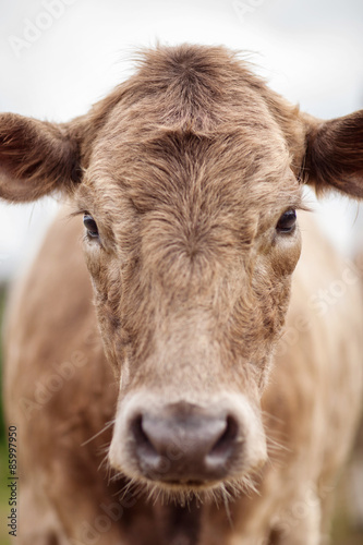 Portrait of a beautiful cow bull who looks into the camera Outdoors