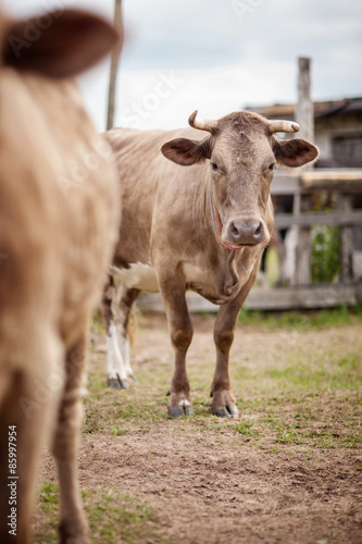 Portrait of a beautiful cow bull who looks into the camera Outdoors