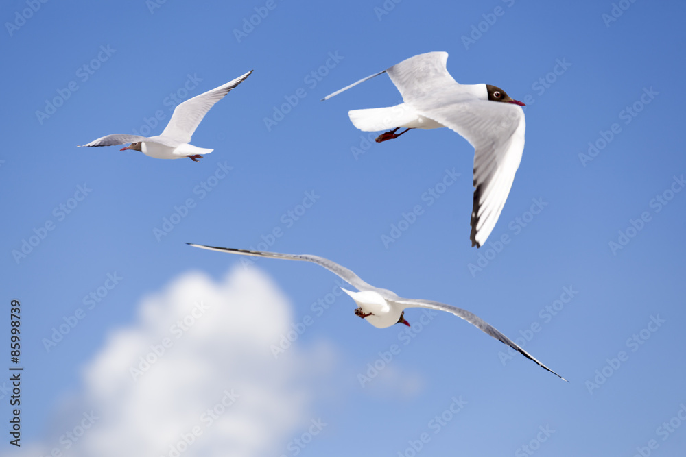 Obraz premium Möwen am Himmel fliegen in verschiedene Richtungen