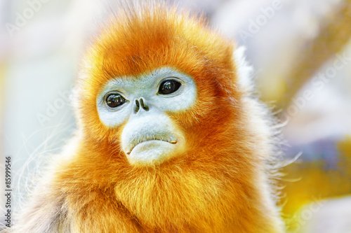 Cute golden Snub-Nosed Monkey in his natural habitat of wildlif