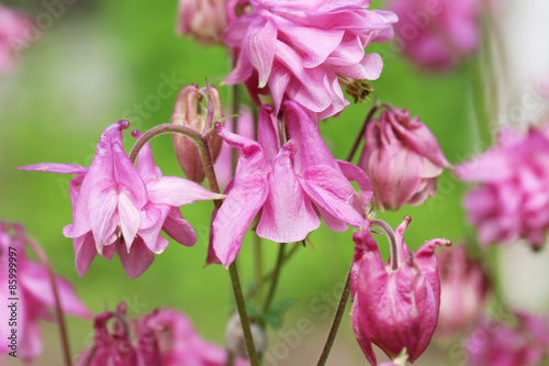 Beautiful spring flowers outdoors