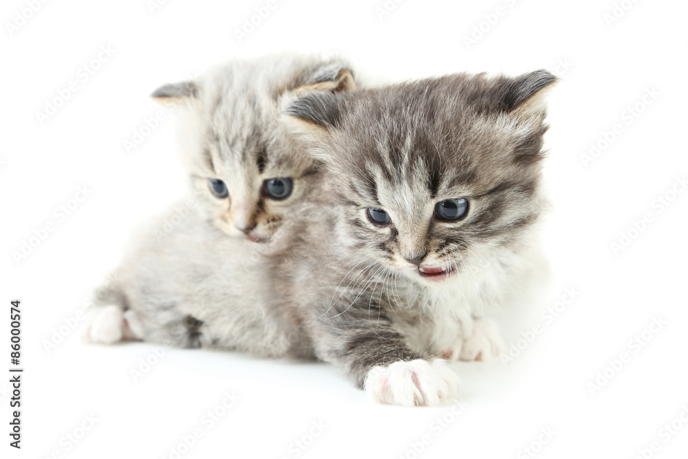 Small kittens isolated on white