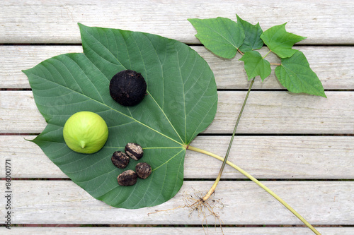 Tung Oil Leaf with a New Pod, an Old Pod, Four Nuts, and a Young Tree that Grew from One Nut