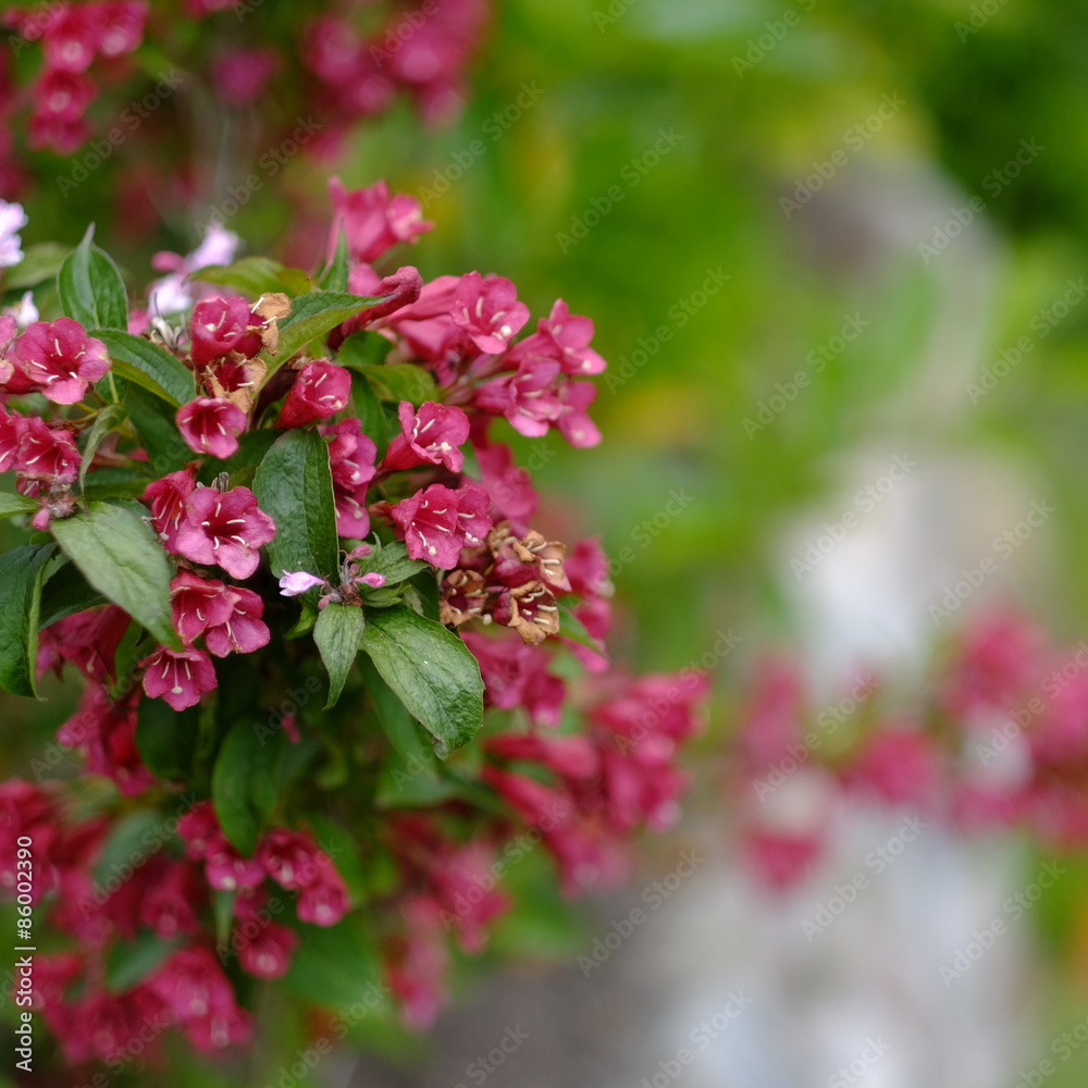 focus on red beauty 2 focus on red beauty 2