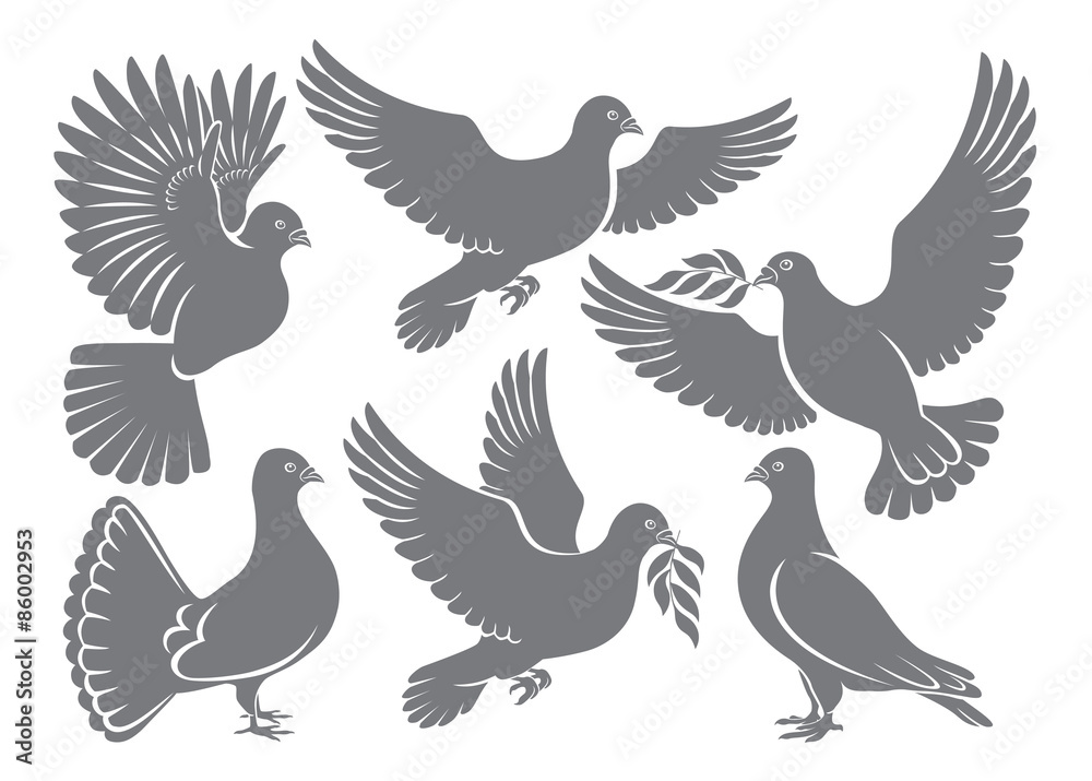 dove dove