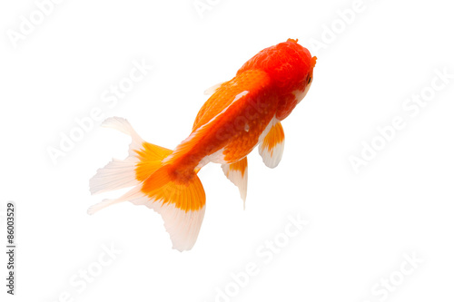 Isolation of goldfish