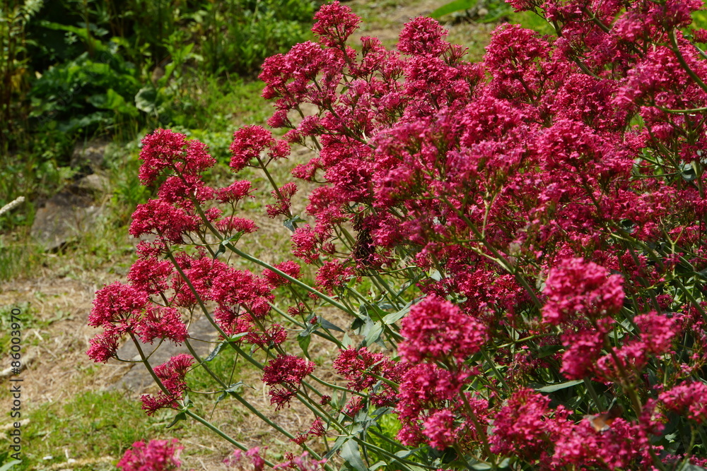 Rote Spornblume (Centranthus ruber) Rote Spornblume (Centranthus ruber)