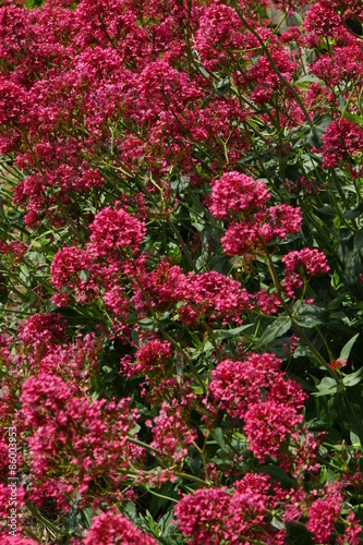 Fototapeta Naklejka Na Ścianę i Meble -  Rote Spornblume (Centranthus ruber)