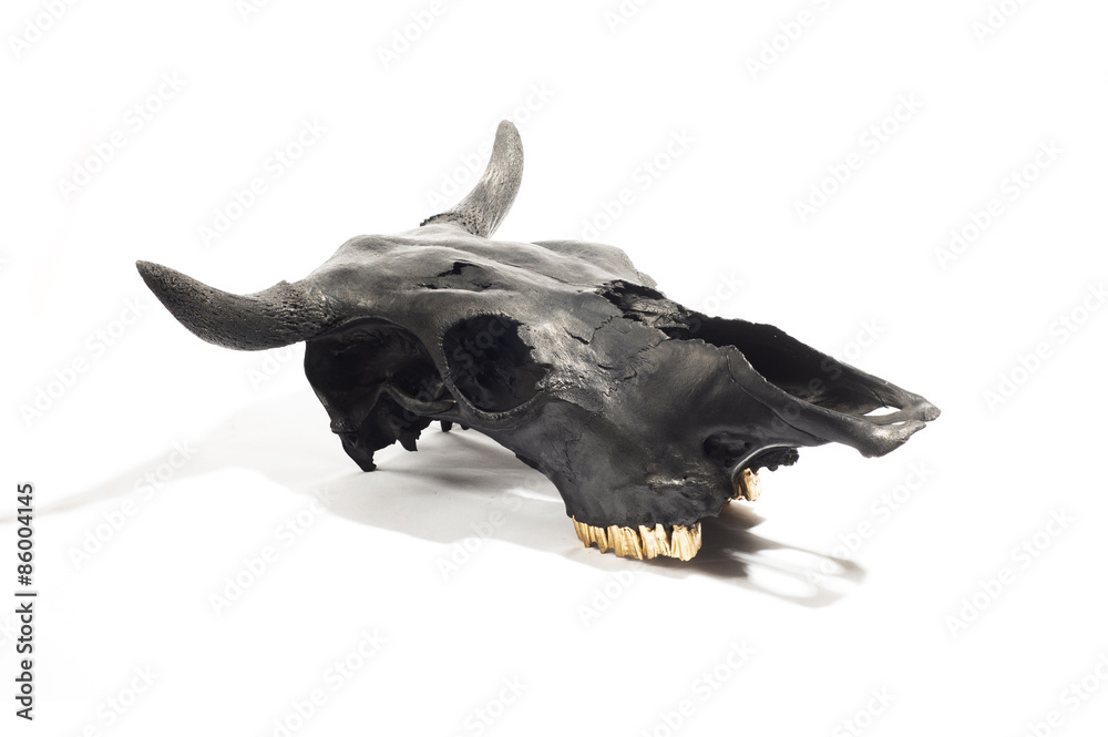 Fototapeta premium Black bulls skull