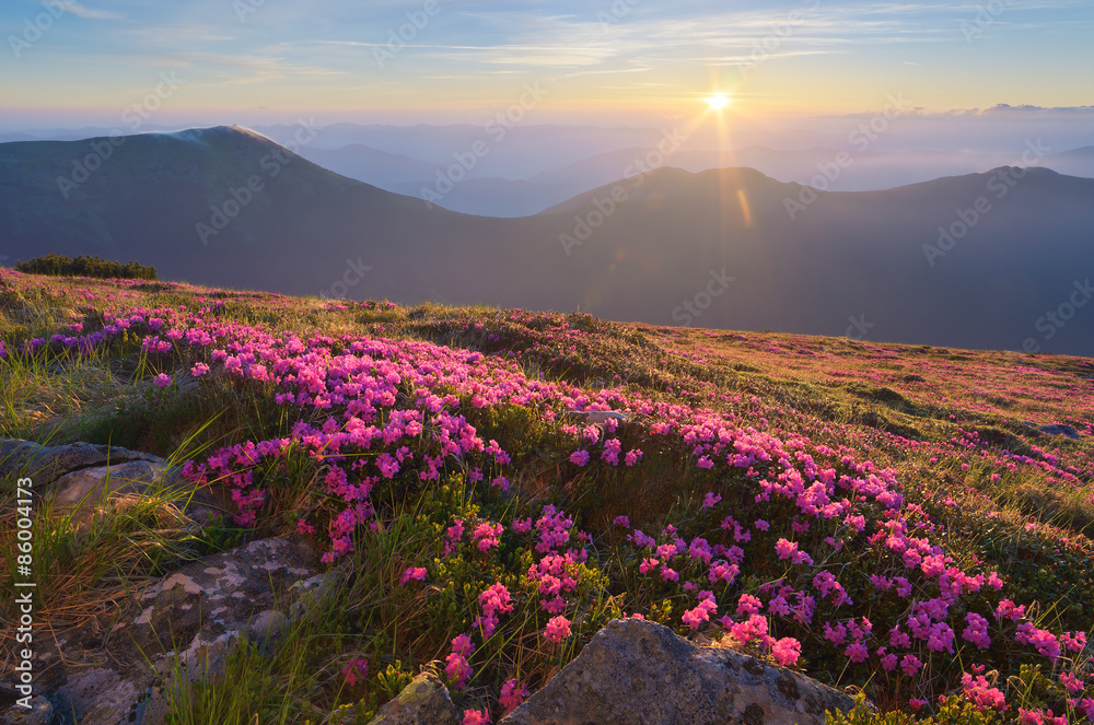 Dawn in the mountains of flowers of Rhododendron Dawn in the mountains of flowers of Rhododendron