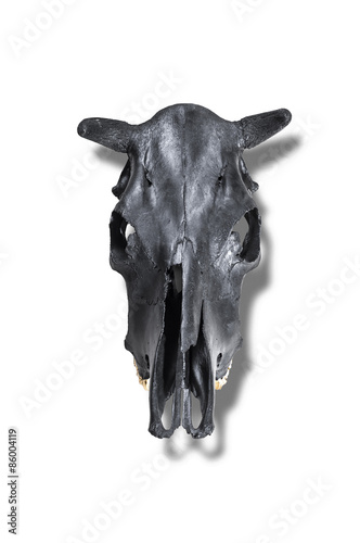 Black bulls skull