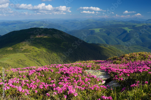 Flowers in the mountains on a sunny day