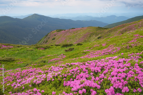 Rhododendron flowers on the slopes of the mountains in the morni