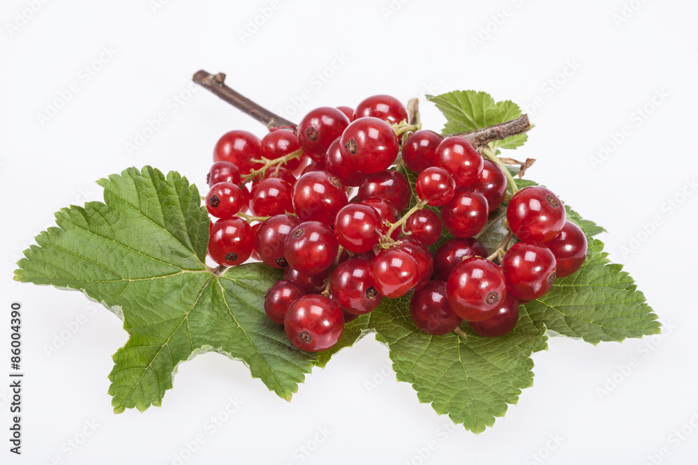twig of red currant on green leves