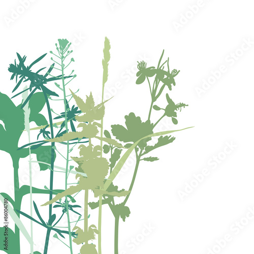 Summer herbals background