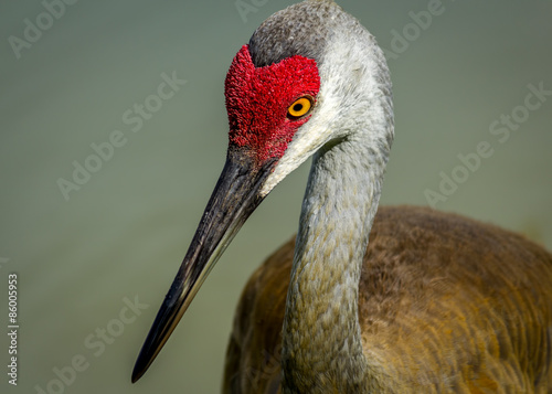 Sandhill Crane