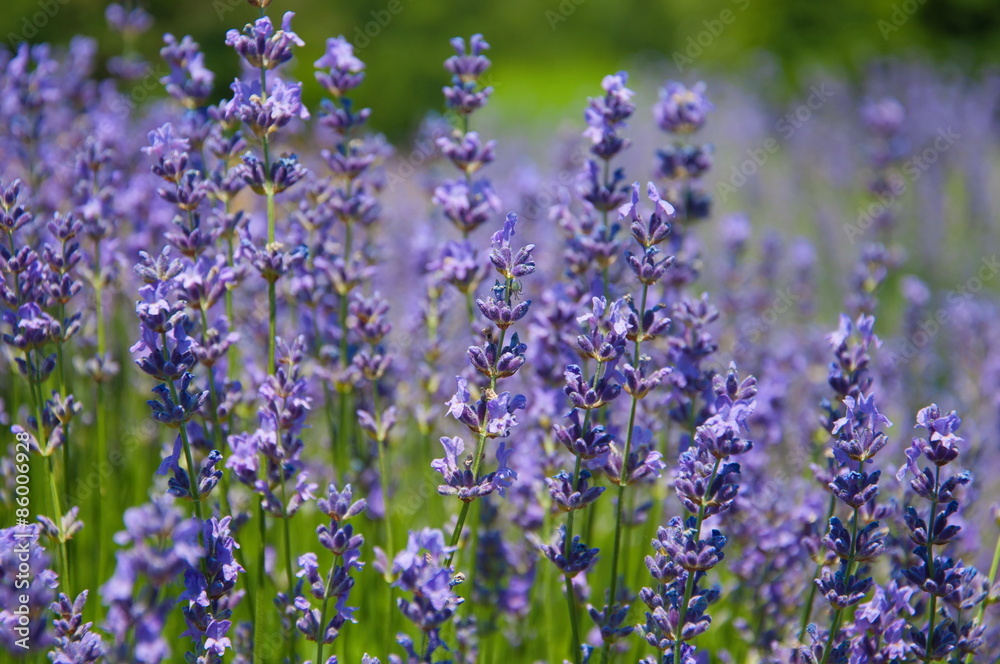 Obraz premium Цветение лаванды.