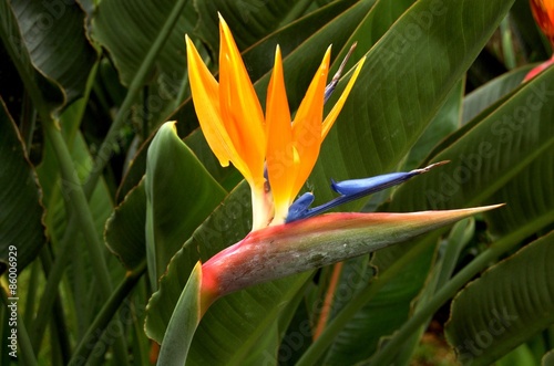 Strelitzia - Bird of Paradise flower