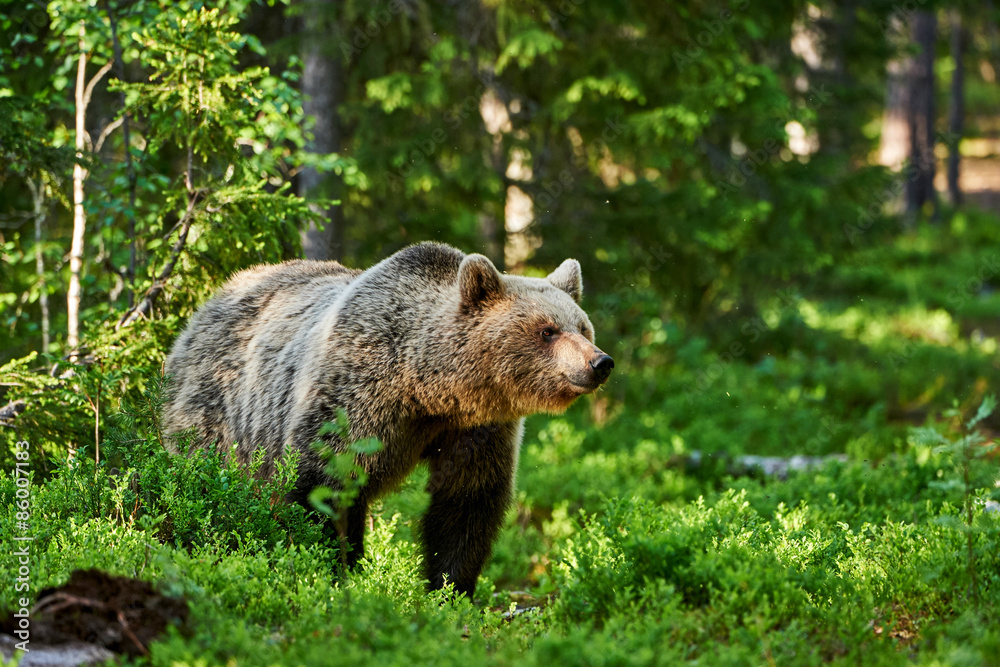 Fototapeta premium Brown bear in the forest