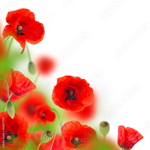 Fototapeta Naklejka Na Ścianę i Meble -  Poppy flowers field on white background