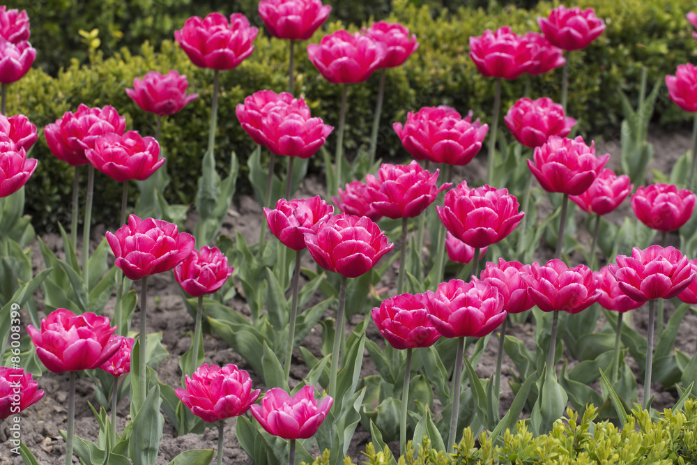 Red tulip flowerbed