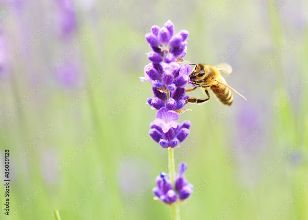 Abeille dans la lavande Abeille dans la lavande
