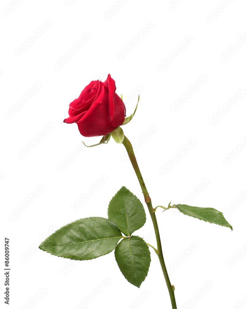 Fototapeta premium Red rose