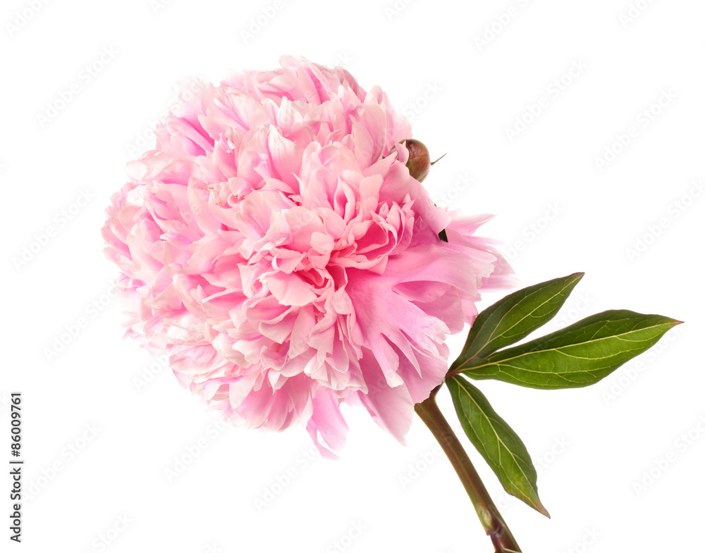 Fototapeta premium Pink peony