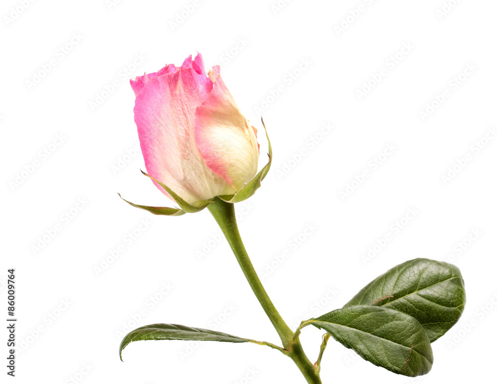 Pink rose Pink rose