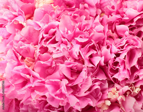 Pink peony flowers © m_a