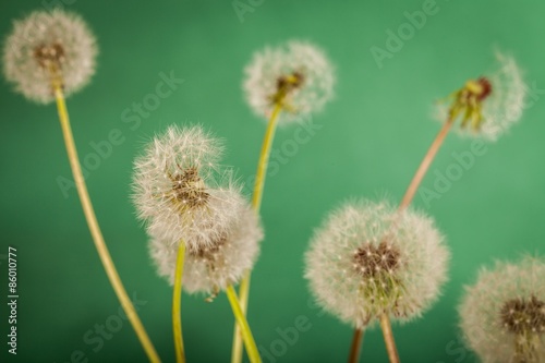 Dandelion  Wind  Seed.