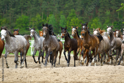 Fototapeta Naklejka Na Ścianę i Meble -  Gallop arabian horses