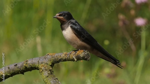 Slow motion of a young Barn swallow starting from a branch