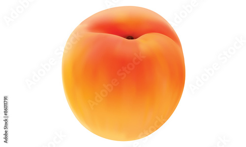 apricot isolated vector illustration