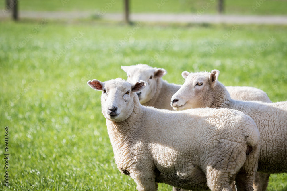 Sheep in lush green paddock