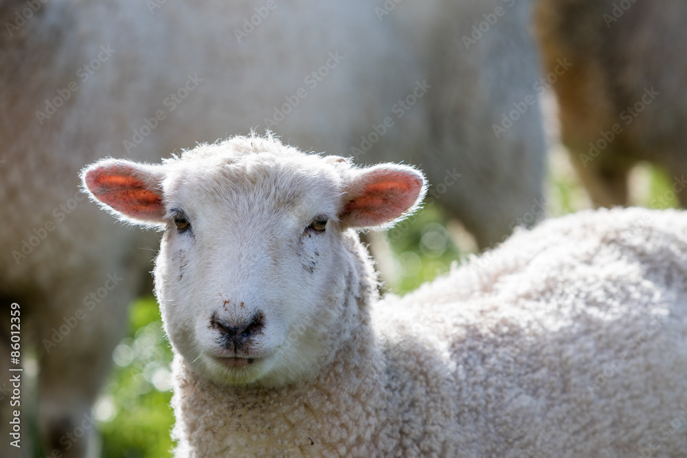 Close up of a sheep face on a farm