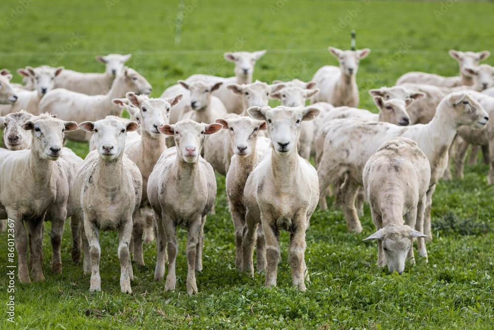 Flock of sheep that have just been shorn on green grass Flock of sheep that have just been shorn on green grass