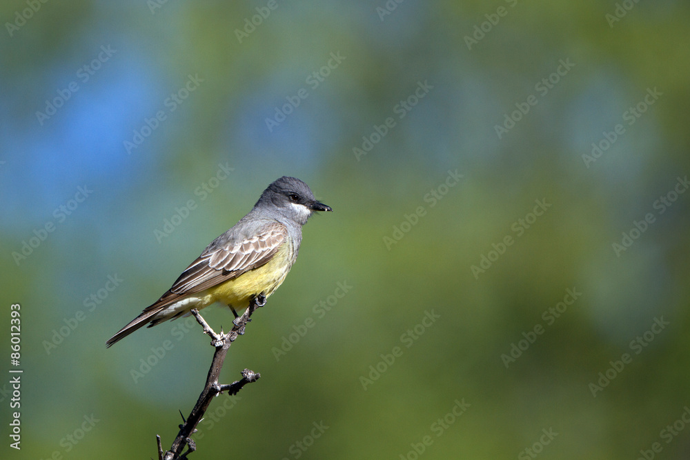 Cassin's Kingbird on a twig in Patagonia, Arizona, in spring