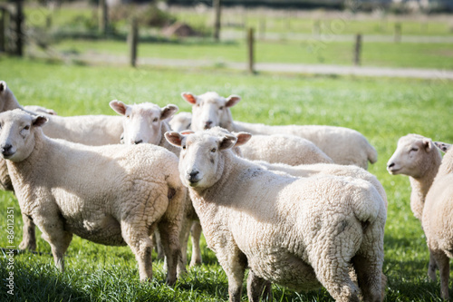Fototapeta Naklejka Na Ścianę i Meble -  Flock of sheep in lush green grass
