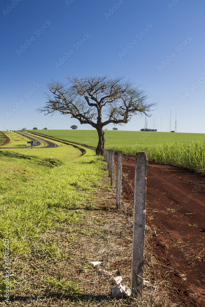 Sugar cane plantation and tree