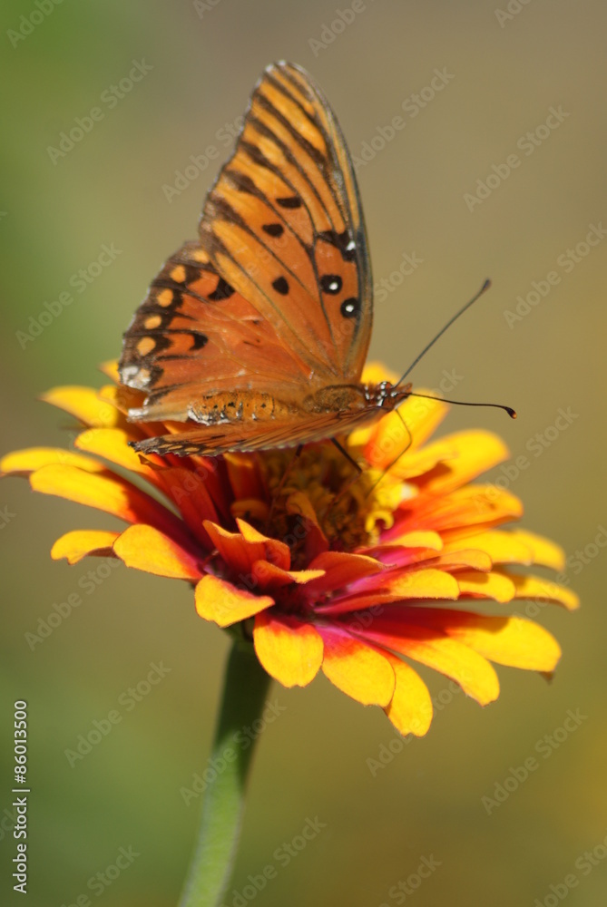 Obraz premium Gulf Fritillary