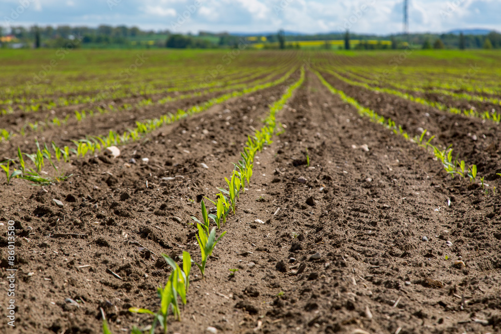 Young corn field Young corn field